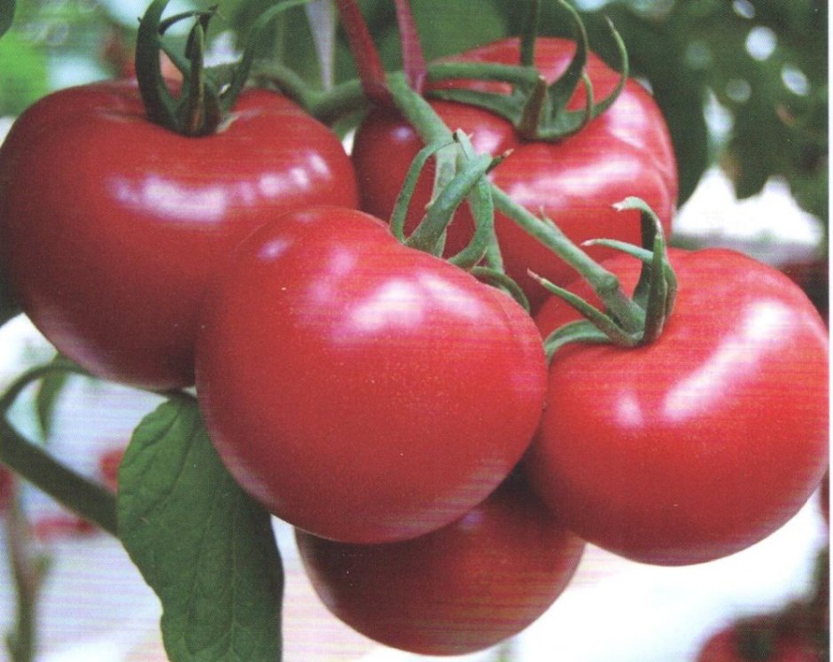Кубань низкорослые сорта помидор
