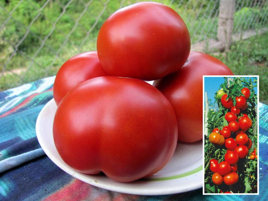 Сибирские селекционные сорта томатов