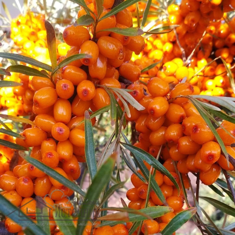 Облепиха крушиновидная Friesdorfer Orange