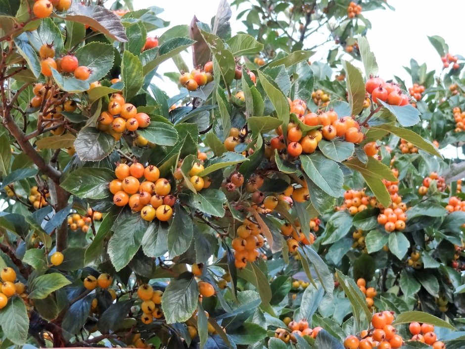 Дерево с оранжевыми ягодами