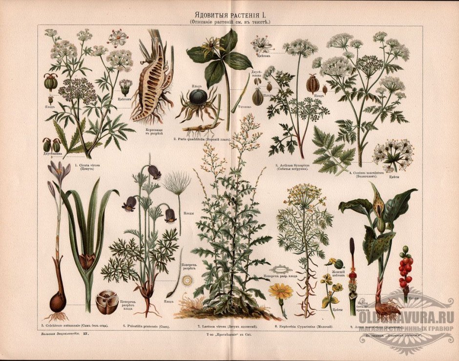 Ботанические иллюстрации и названия