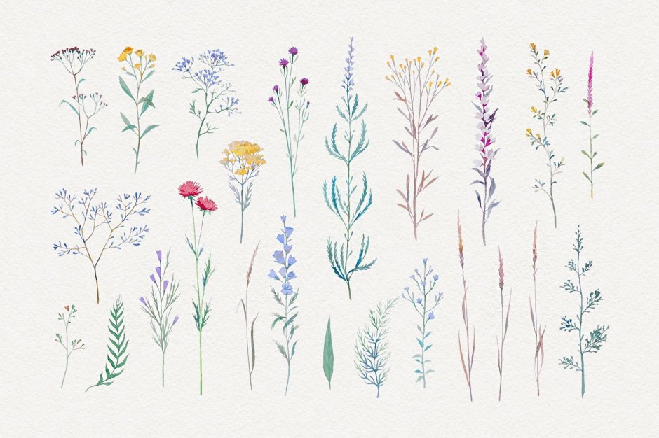 Зарисовки полевых цветов