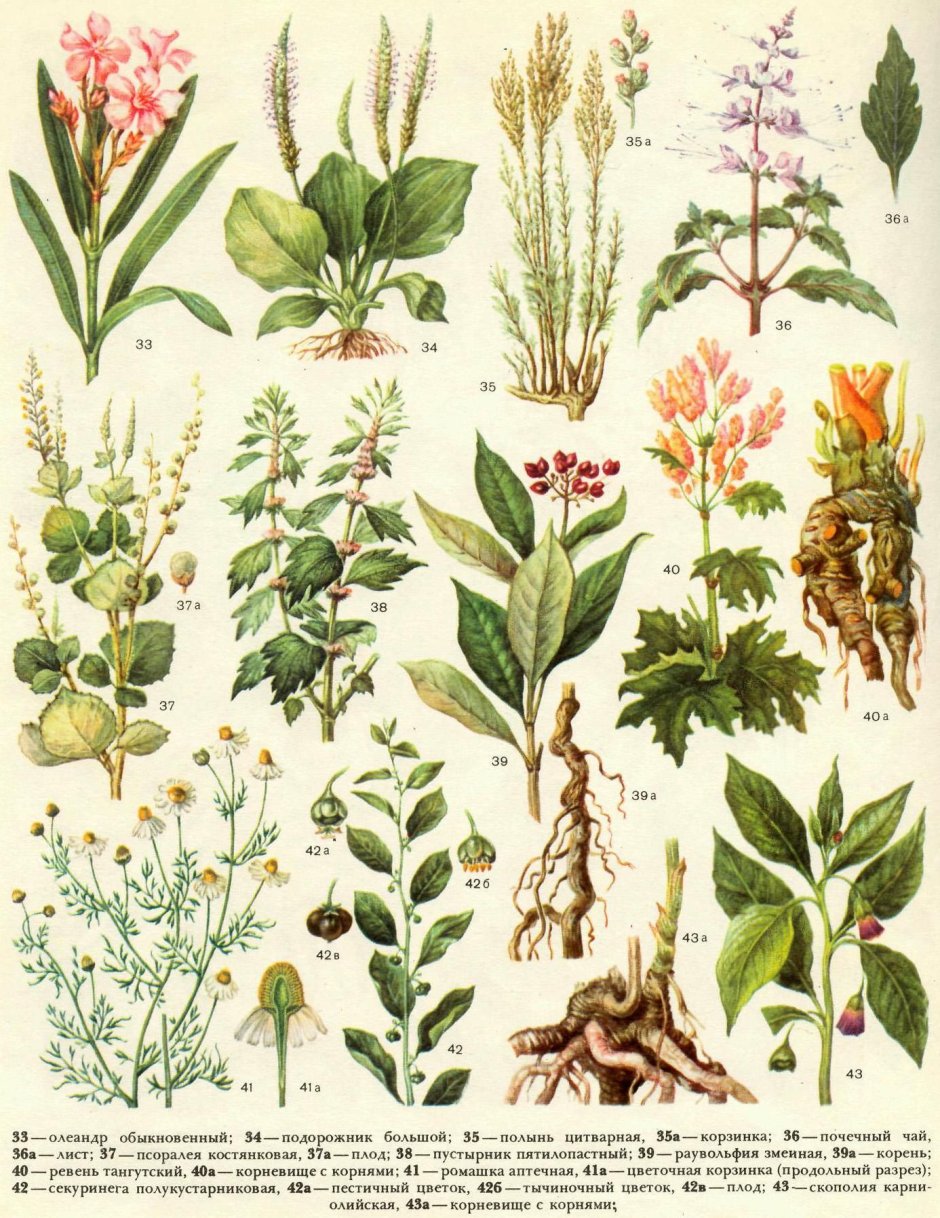 Лекарственные травы и сорняки