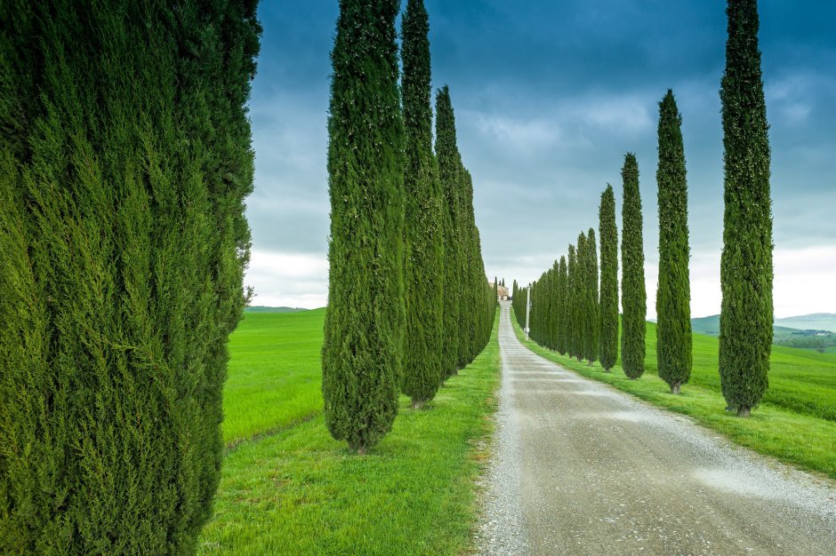 Тоскана Италия Кипарис вечнозеленый