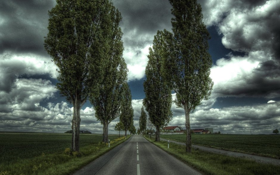 Деревья вдоль дороги
