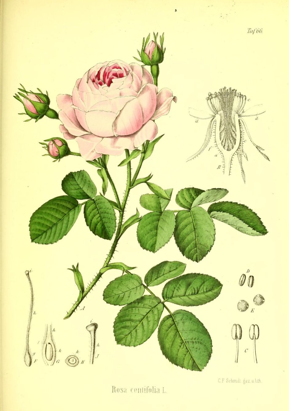 Семейство Розоцветные роза
