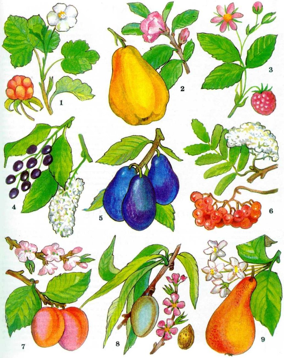 Розоцветные плодовые