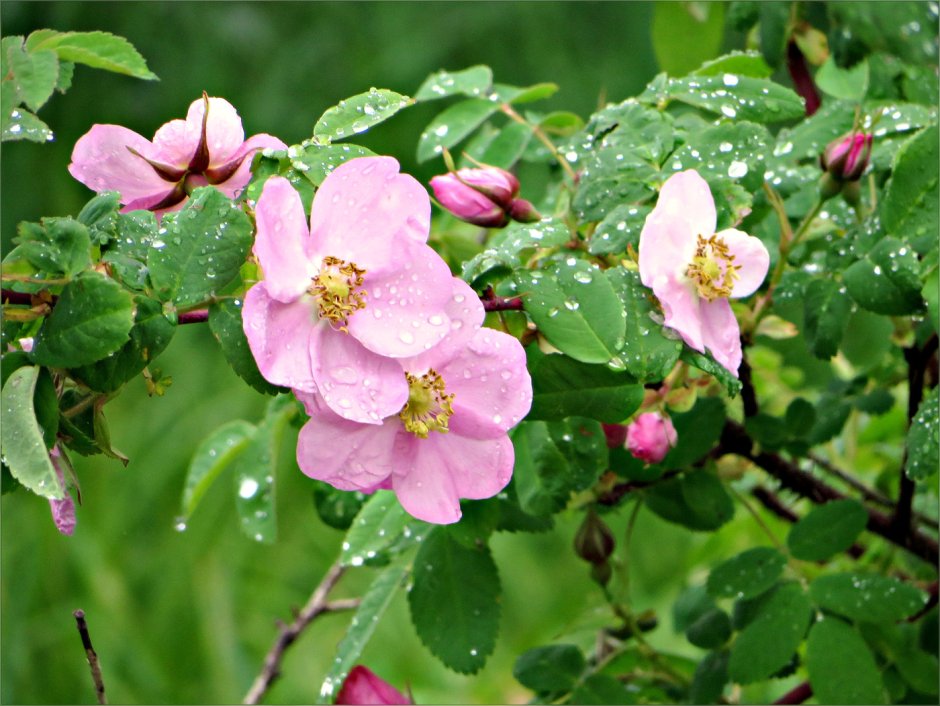 Rosaceae Розоцветные