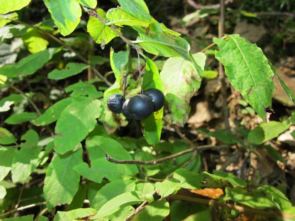 Жимолость Лесная черные ягоды