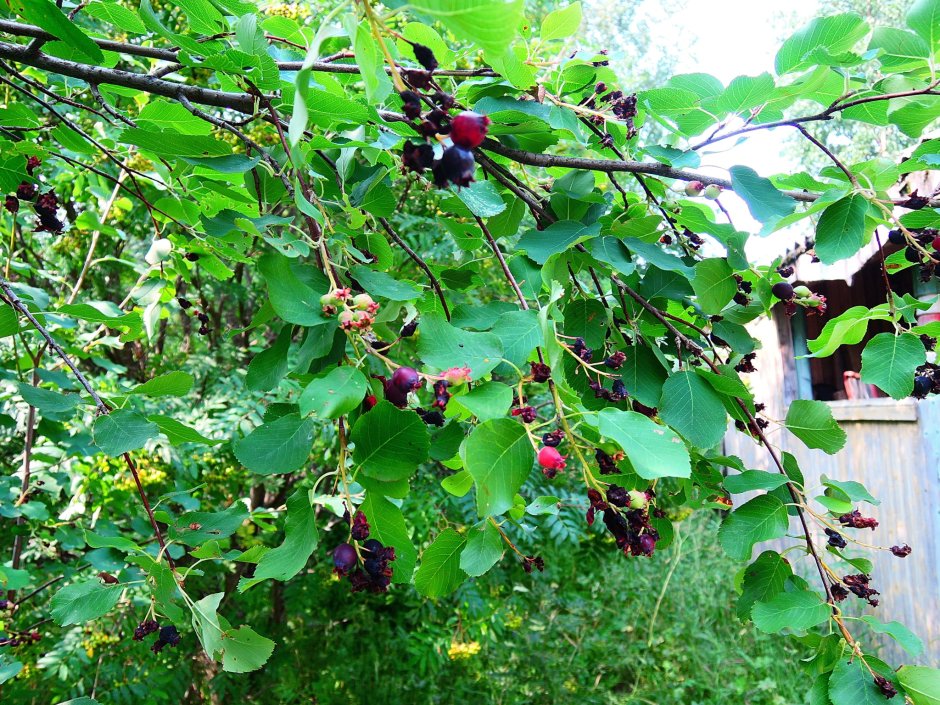 Дерево с маленькими черными ягодами