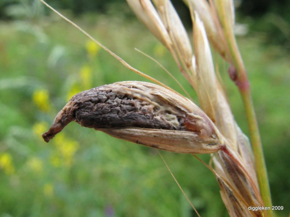 Пшеница пораженная спорыньей