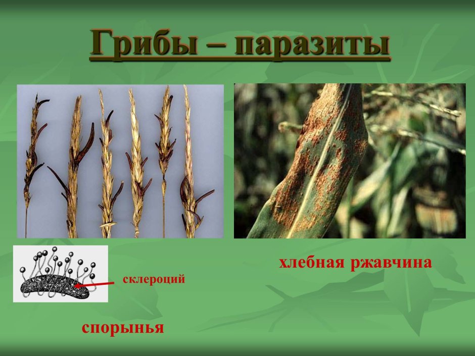 Tilletia tritici Головня пшеницы