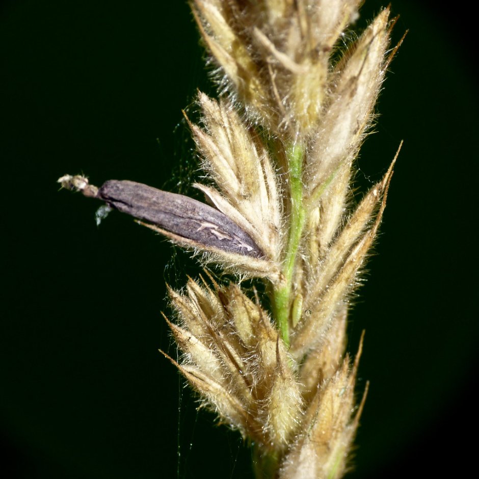 Claviceps purpurea – спорынья пурпурная