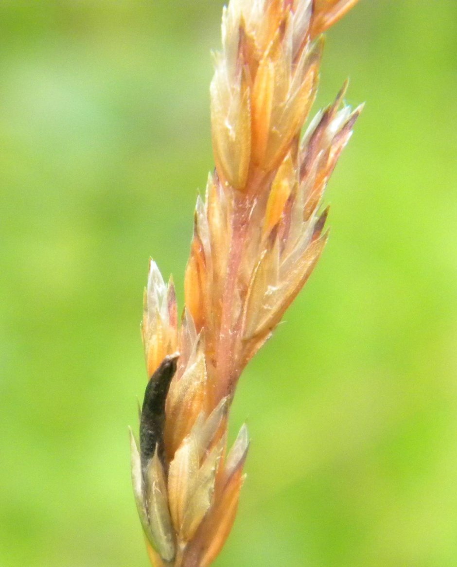 Спорынья (Claviceps purpurea Tulasne).