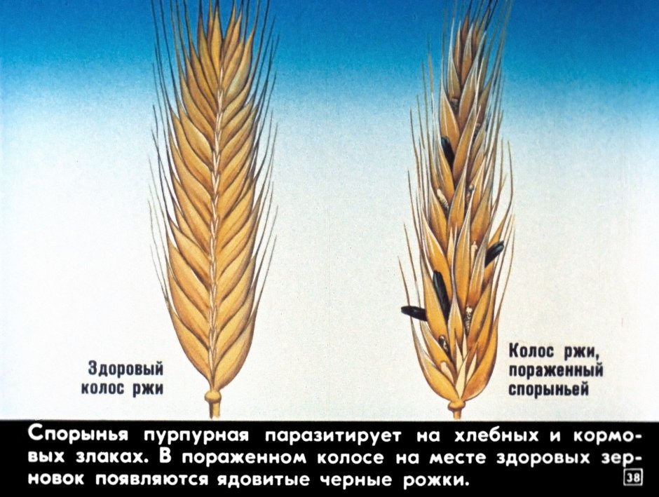 Пшеница Колос Колос