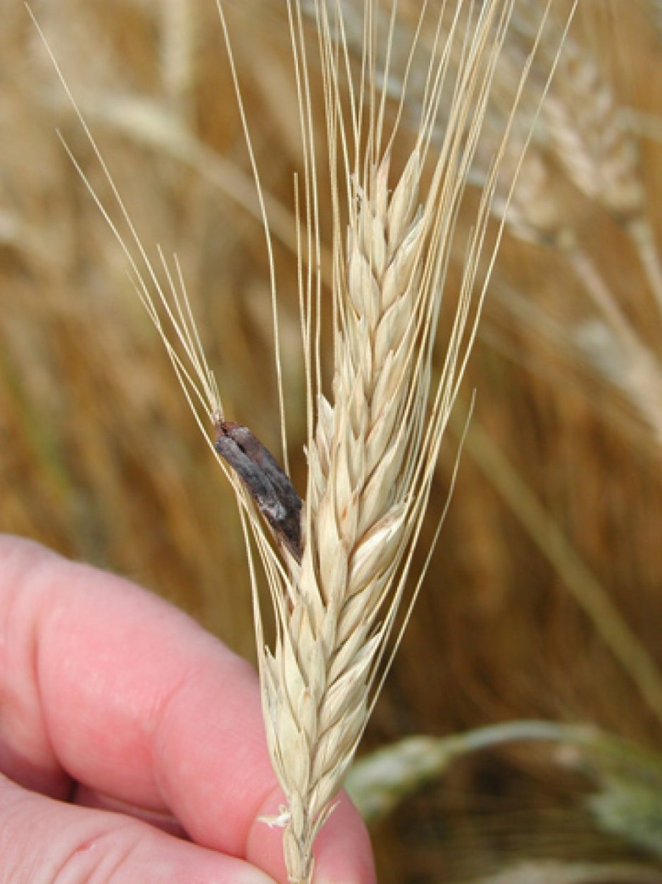 Спорынья пшеницы