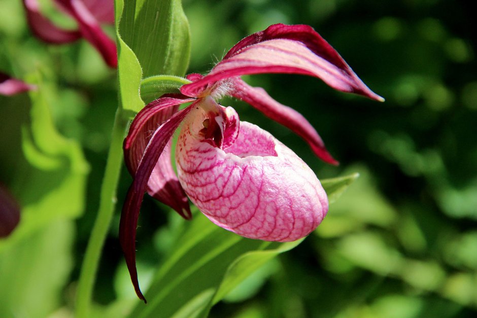 Орхидея Венерин башмачок