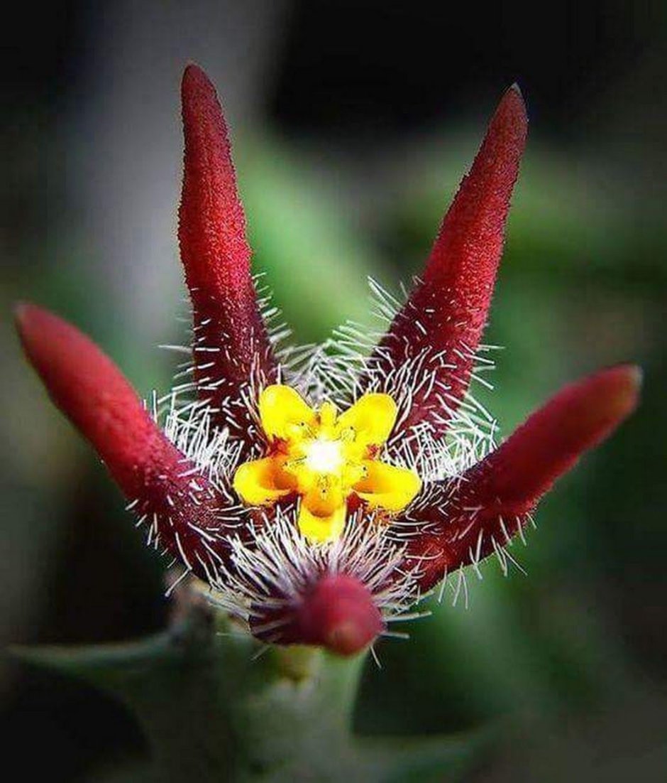 Цветущий Кактус странные цветки