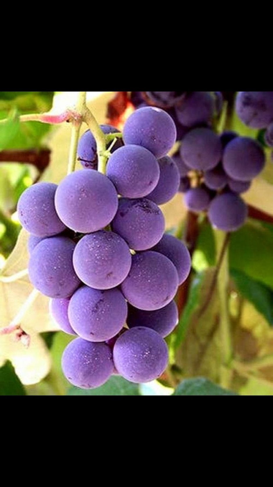 Сиреневый виноград