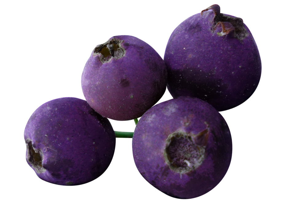 Фиолетовые ягоды