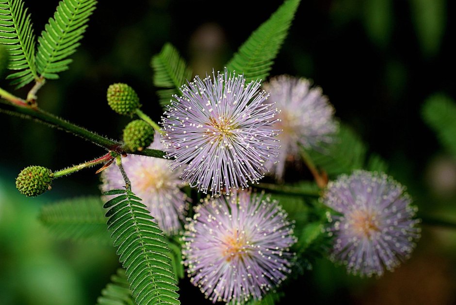 Mimosa pudica (Мимоза)
