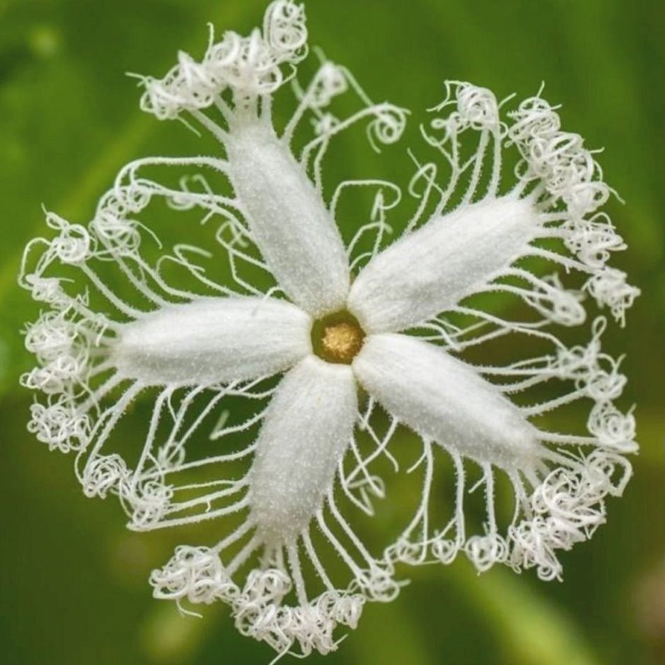 Трихозант Trichosanthes цветок