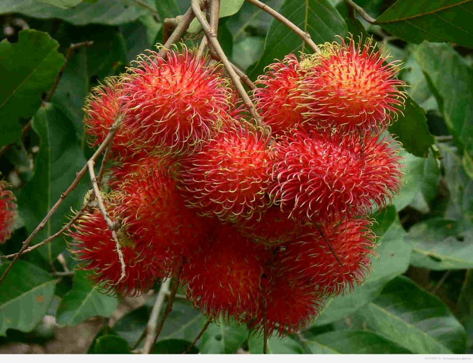 Таиландские фрукты рамбутан