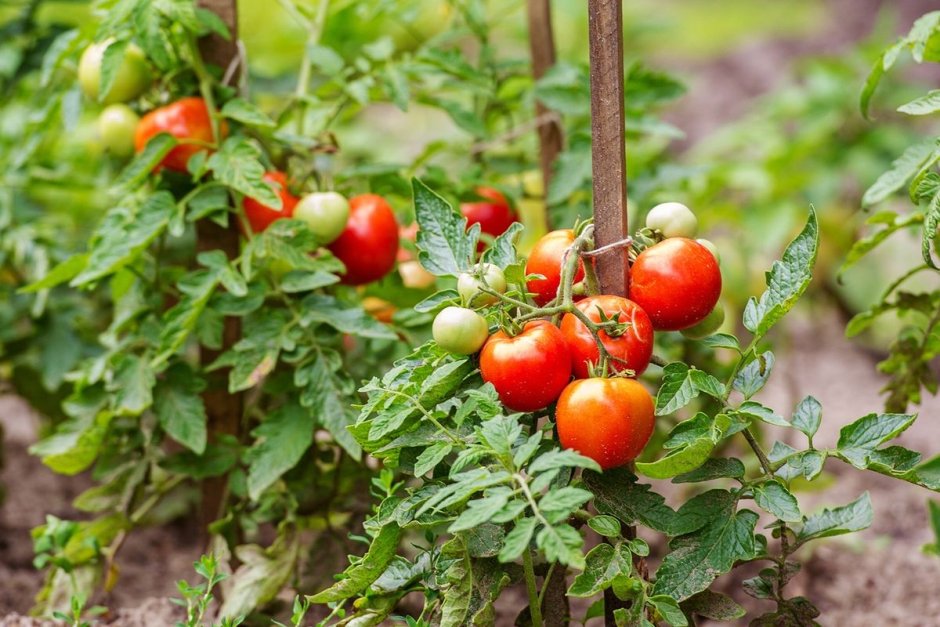 Семена томатов черри для открытого грунта низкорослые
