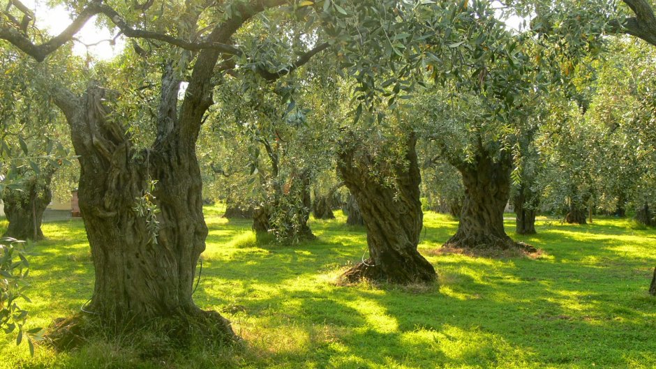 Куприн оливковые деревья. Ментона