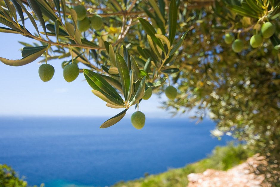 Оливковое дерево (олива европейская)