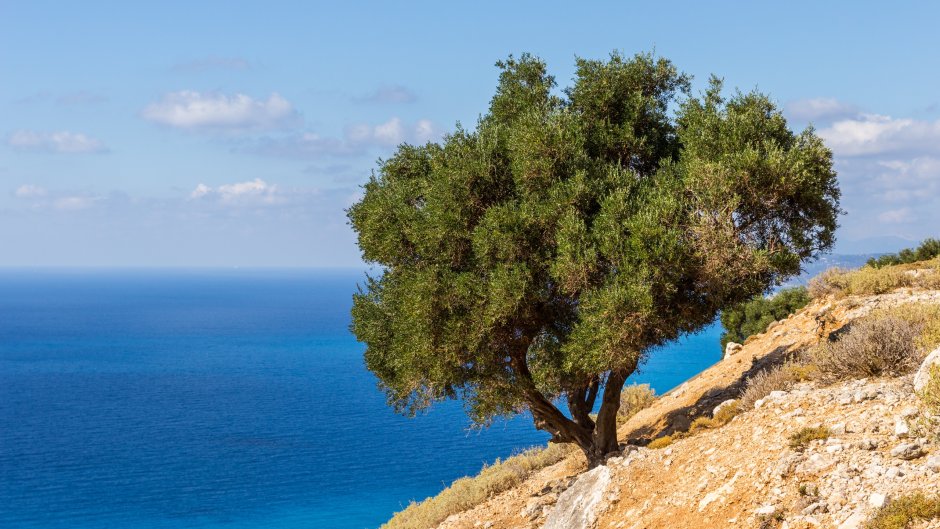 Деревья Средиземноморья