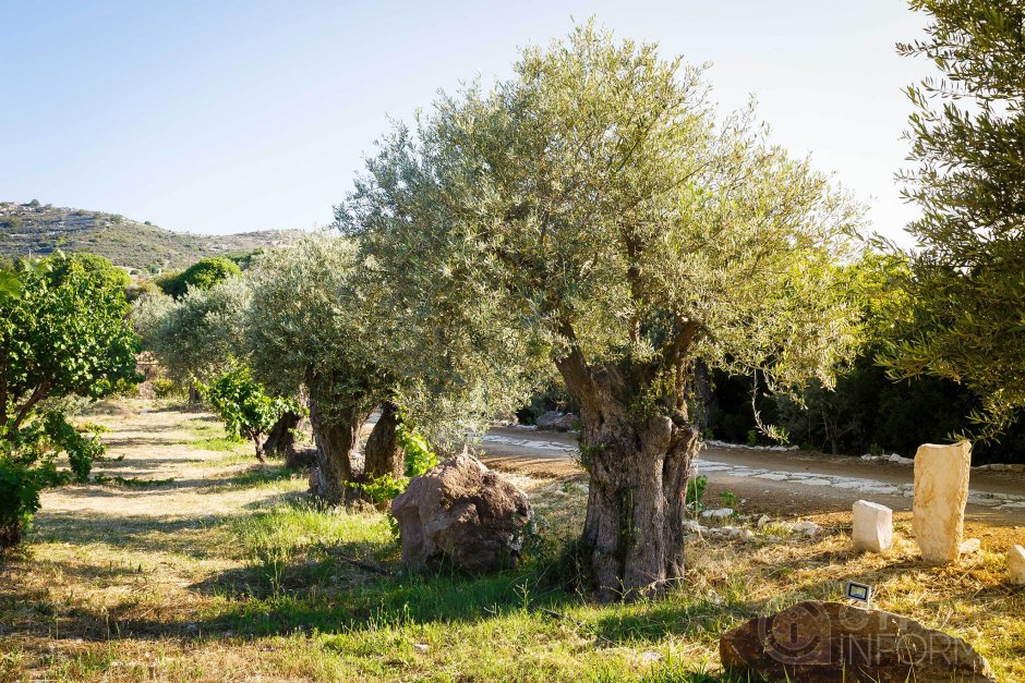 Оливковое дерево садов древней Греции