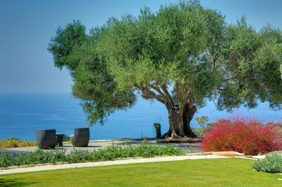 Крит оливковая роща море