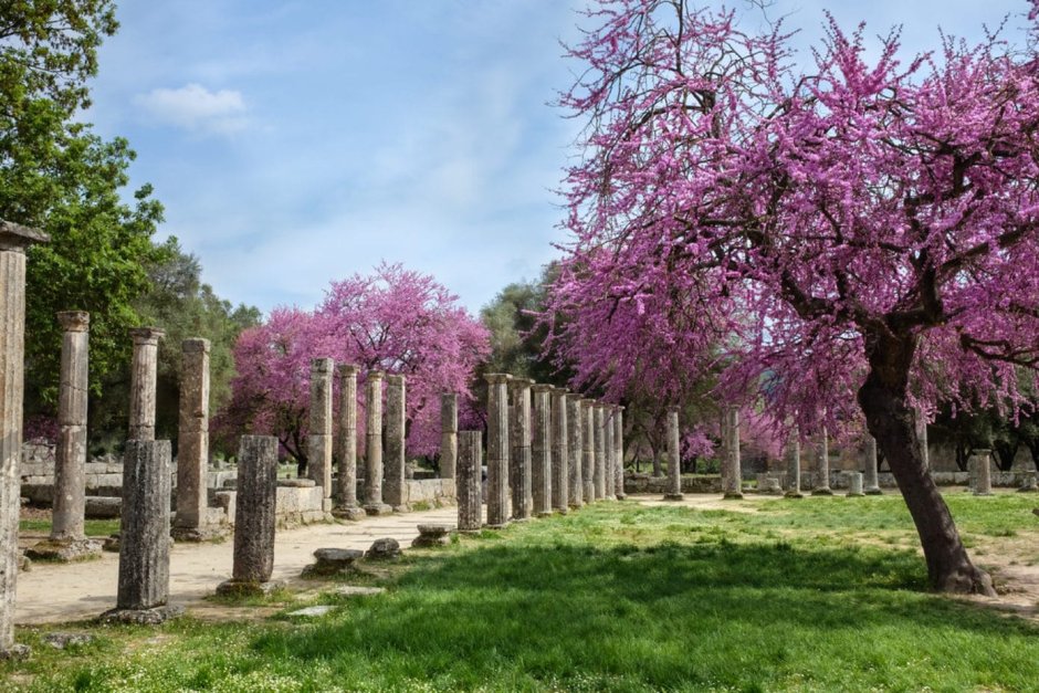Цветущие персиковые сады в верии, Греции