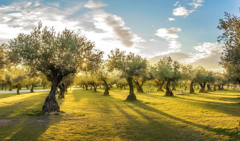 Оливковые сады в Италии