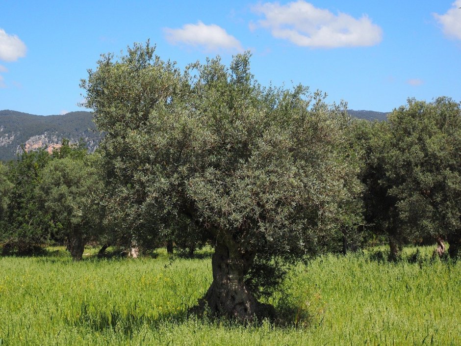 Маслина европейская дерево Крым