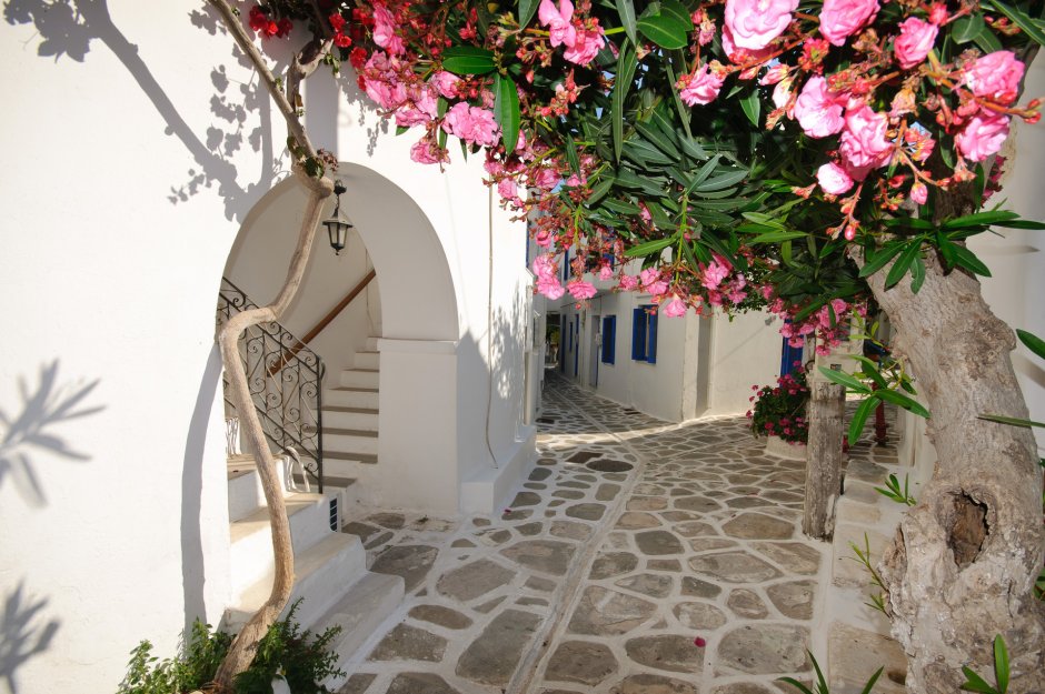 Цветы Греции Санторини Греция