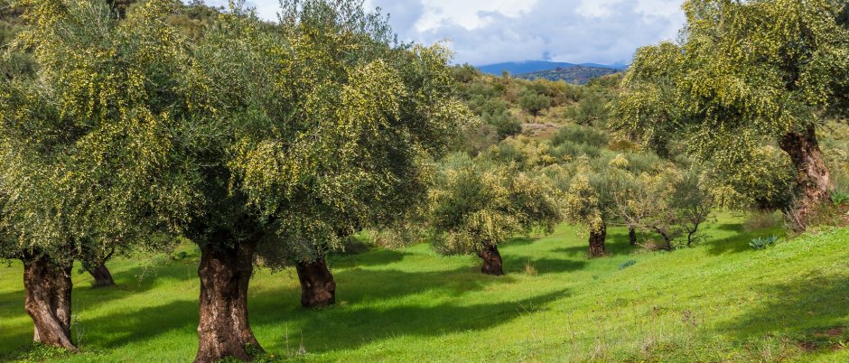 Дерево олива Греция плантация