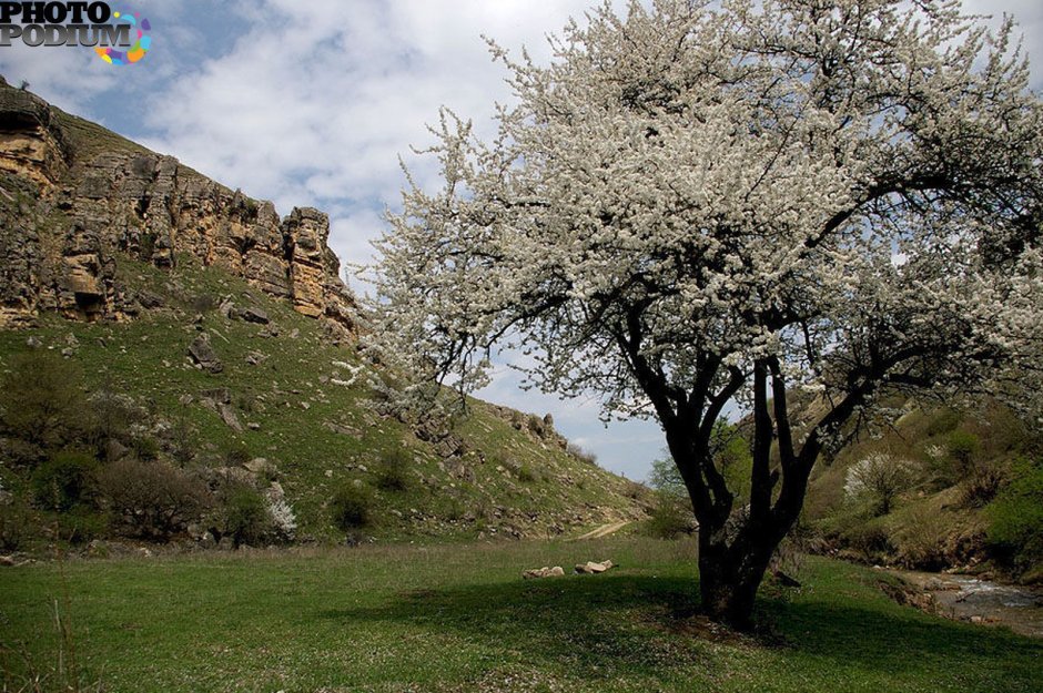 Весна цветение Кисловодск