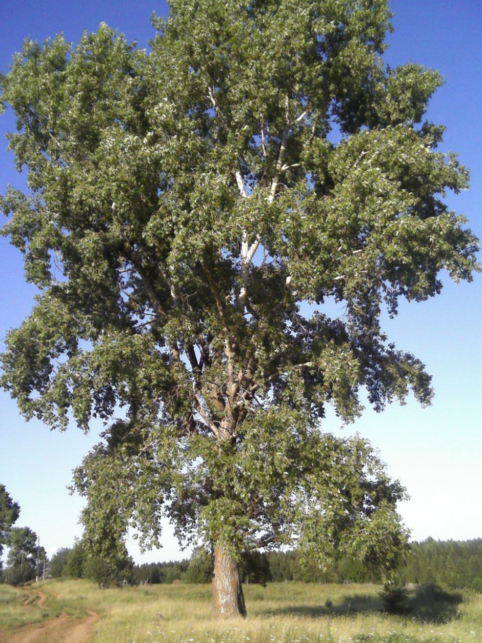 Дерево осокорь Тополь