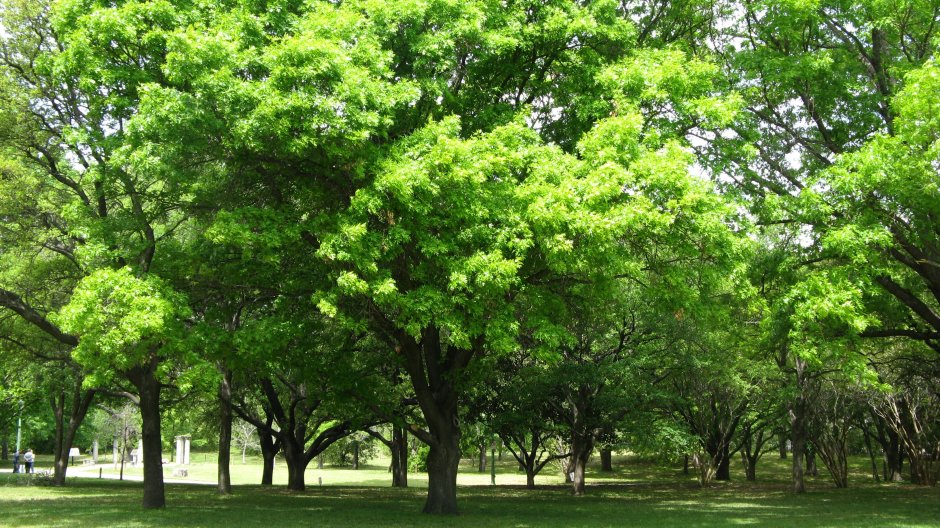 Дерево зеленое