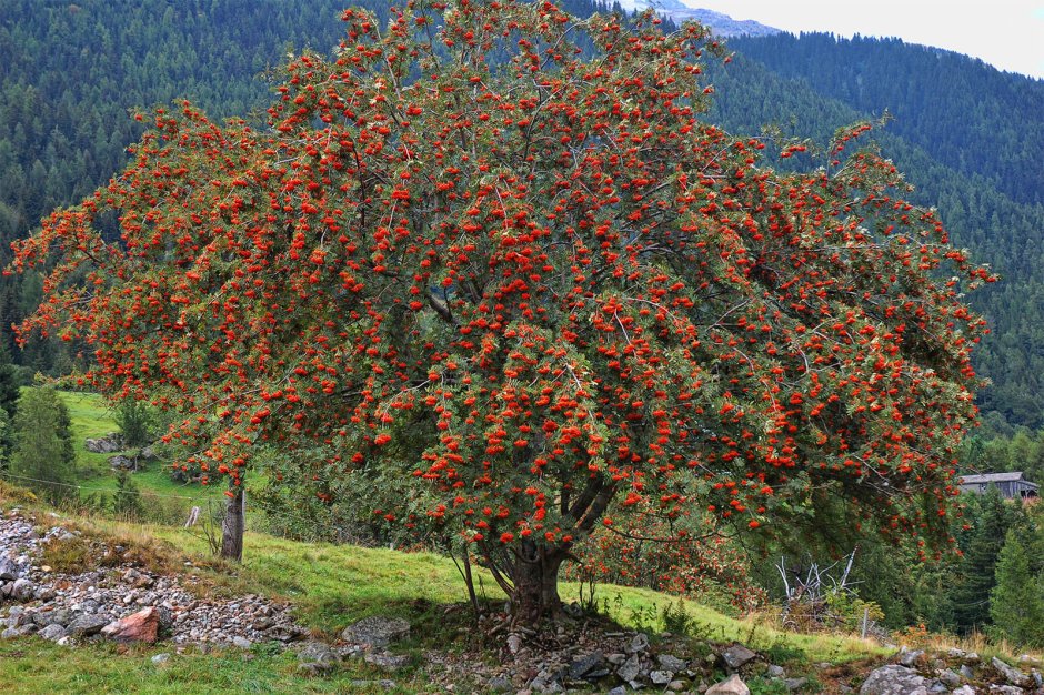 Рябина обыкновенная (Sorbus aucuparia l.)