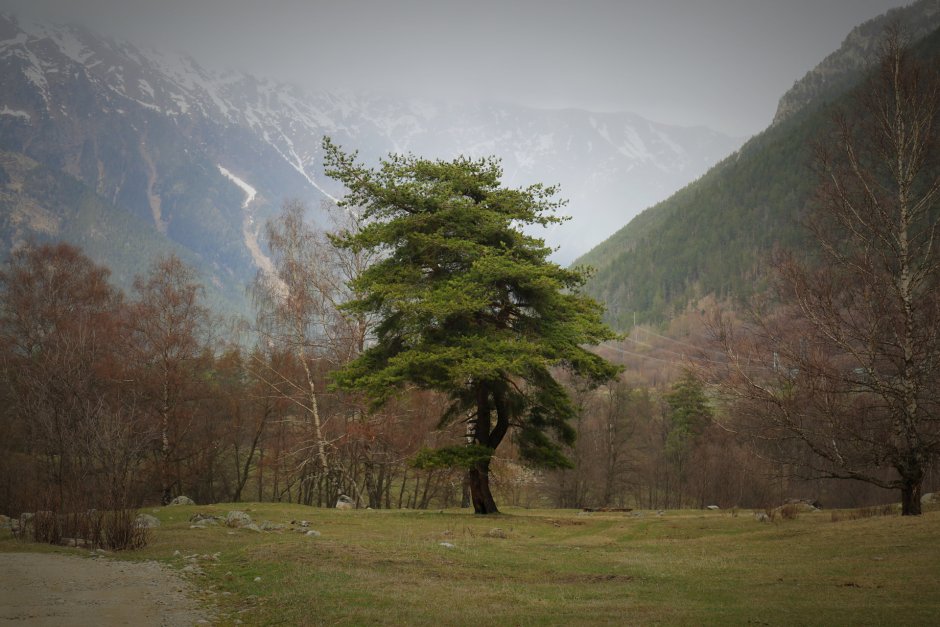Сильное дерево в горах Кавказа