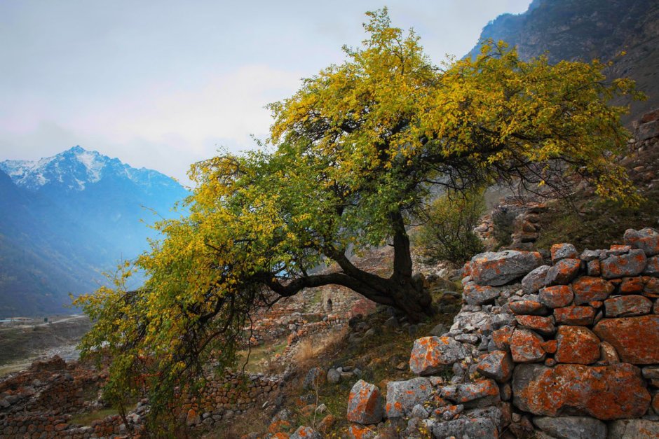 Горные деревья Кавказа