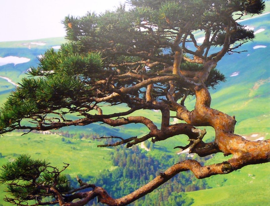 Чинарь дерево на Кавказе