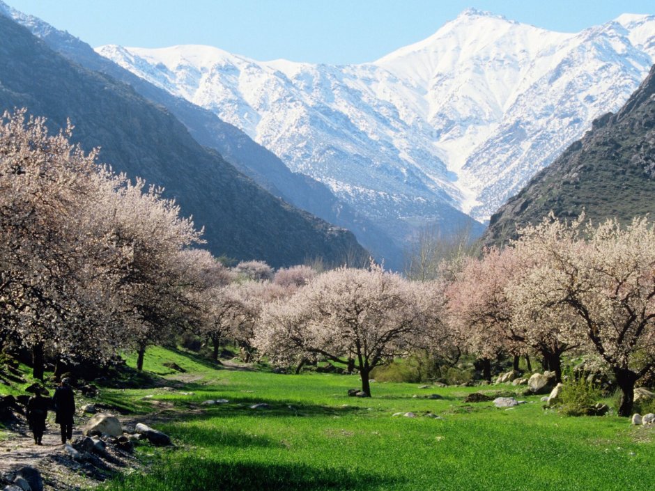 Абрикосы Ферганская Долина Таджикистан