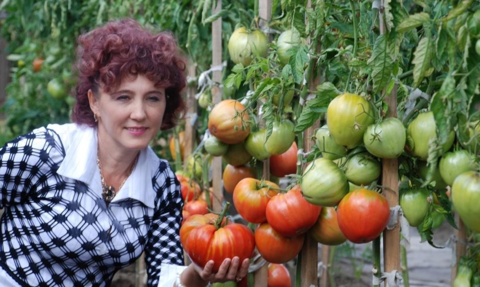 Наталья Щербинина Минусинск помидоры