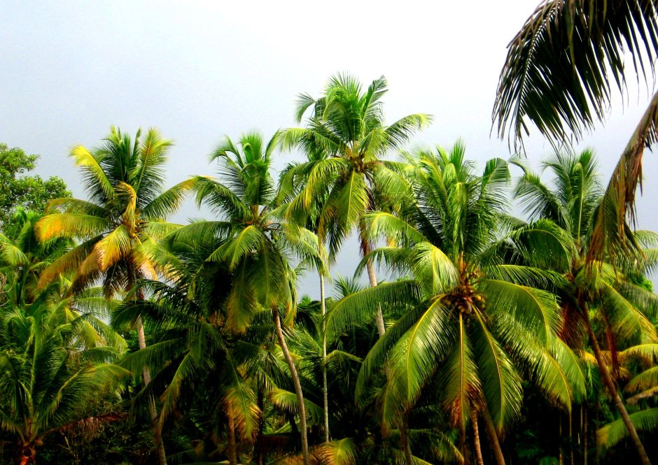 Кокосовая Пальма в Индии