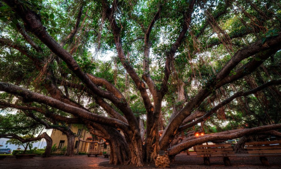 Баньян национальное дерево Индии