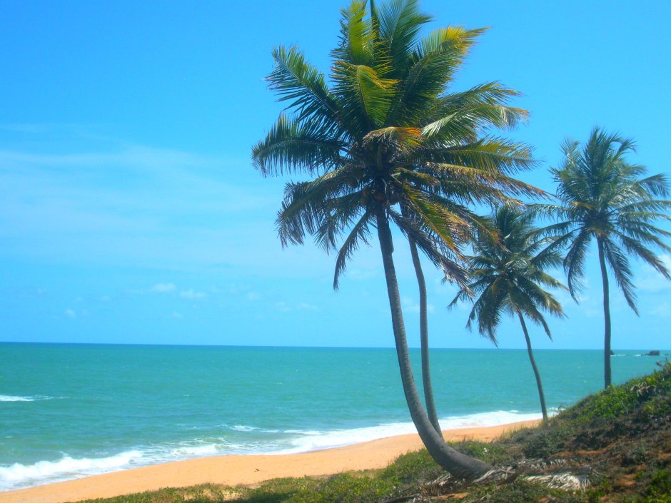 Кокосовые пальмы Бразилии